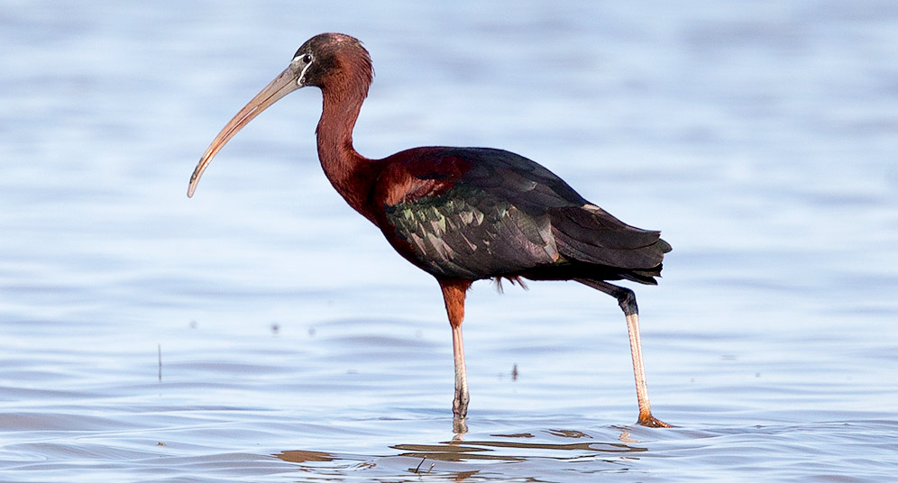 Glossy Ibis